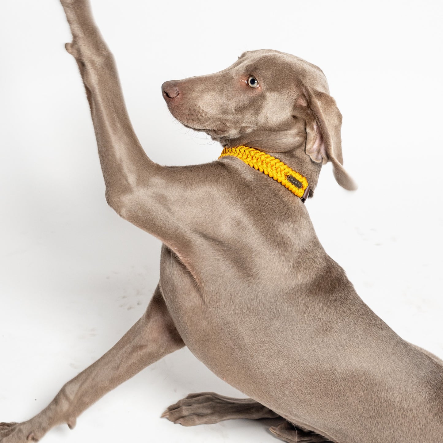 Jingles - Collar amarillo