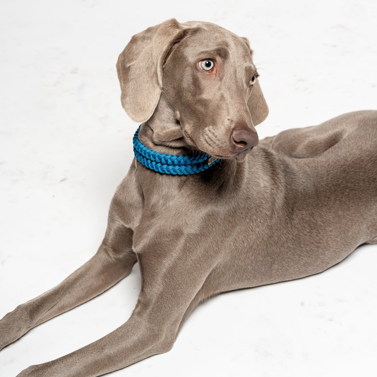 Jingles - Collar azul