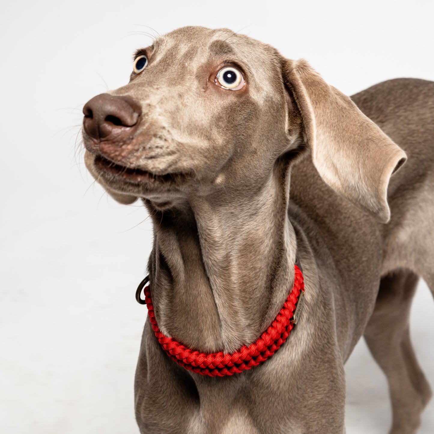 Jingles - Collar rojo
