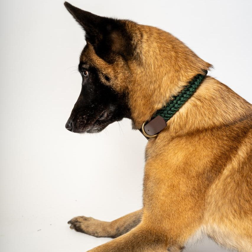 Jingles - Collar verde